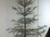 dscf1129